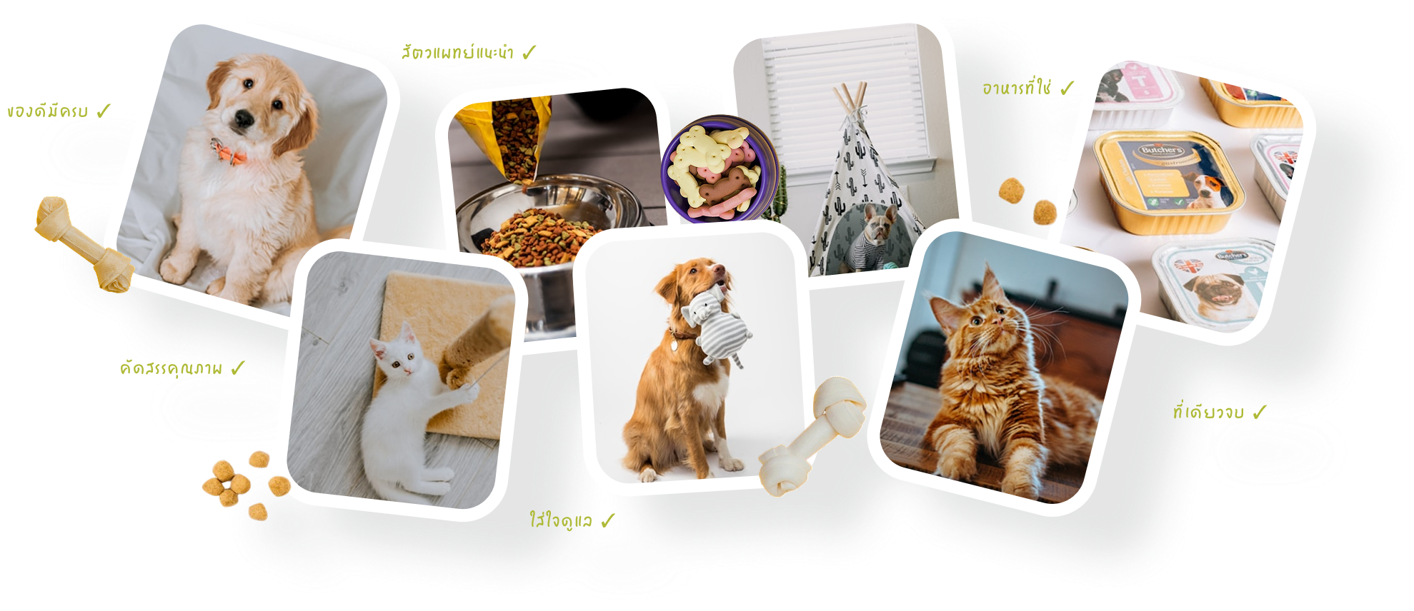 Pet-Img-01